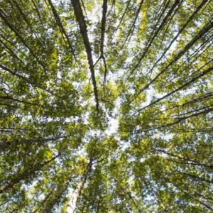 Jak to vidíš ty, Bože