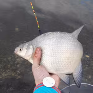 Všemožné o splávcích