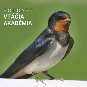 Čím sa živia vtáky, ktoré lietajú cez oceán?