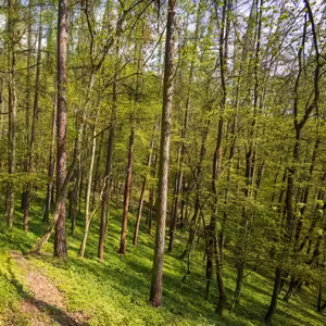 Ani přes slib vlády Národní park Křivoklátsko nebude. Snahy podkopali poslanci ODS