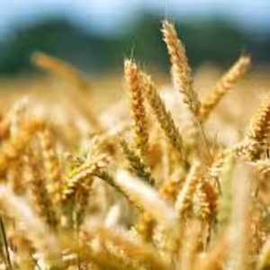 Ježíš vysvětluje podobenství o rozsévači a půdě
