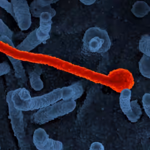 Ebola, ptačí chřipka, hantavirus, Marburg. Pomůže AI předejít příští pandemii, nebo ji způsobí?