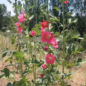 Sezónny receptár - Letné bylinky - ibiš ružový, klinček záhradný, listy broskyne obyčajnej